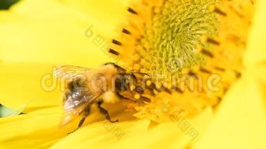 在美丽的<strong>夏日午后</strong>，蜜蜂在向日葵上觅食